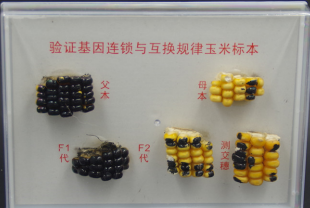 驗證基因連鎖與互換規(guī)律玉米標(biāo)本